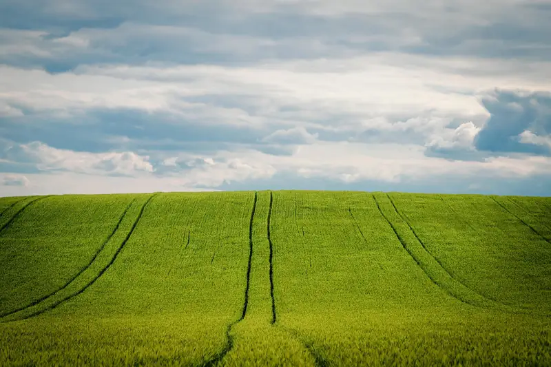 Grünes Getreidefeld unter einem Wolkenhimmel